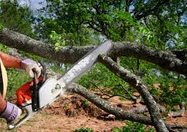 Trusted Allendale, NJ Tree Removal and Landscaping Services Experts